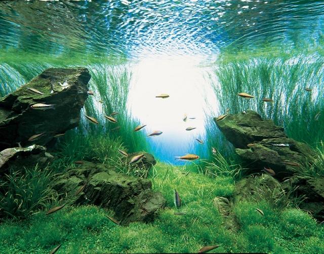 vackert-under-vatten-landskap-akvarium