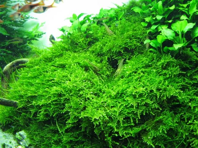 Vesicularia-Montagnei- Christmas- Moss) vattenkultur