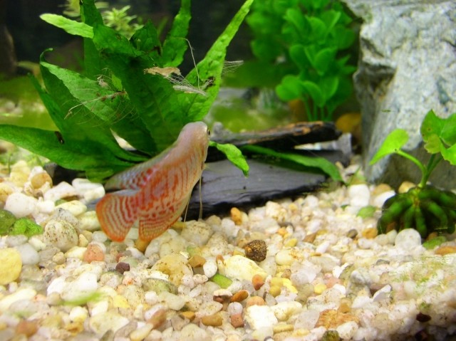 akvarium-med-små-stora-stenar-vackra fiskar