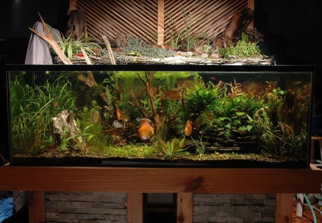 vatten-växter-akvarium-trä-alpineum-fisk