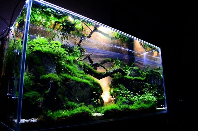 interiör-aquascape-med-vackra-vatten-växter-för-akvarium-