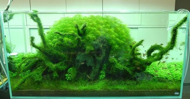 ljusgröna-berg-akvarium-utan-fisk