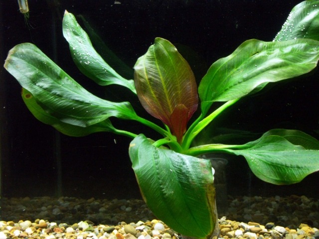 Echinodorus-vattenlevande-växt-sötvatten-akvarium