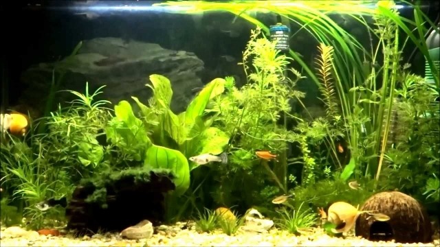 coco-igloo-fish-house-aquarim