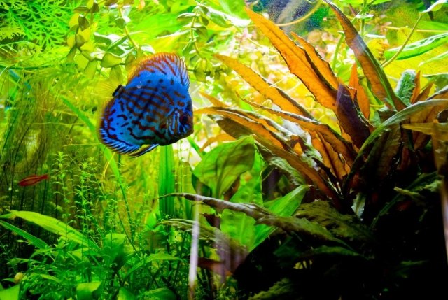 blå-fisk-stor-lång-växt-aqua