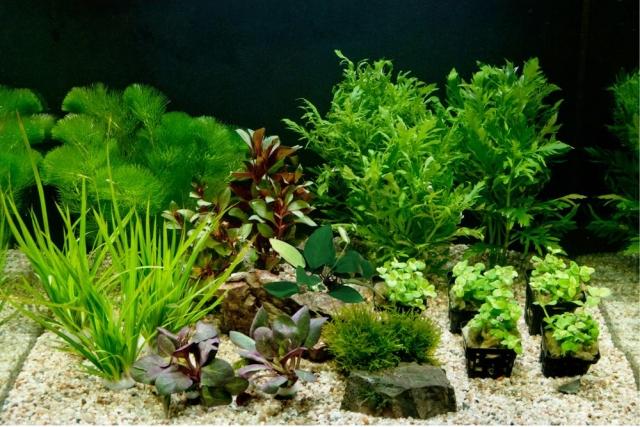 akvarium-växter-beställ-inget-fisk-vatten