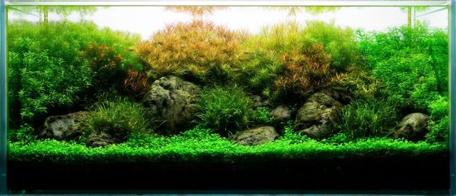 akvarium-växter-fisktank-bred-söt-vatten