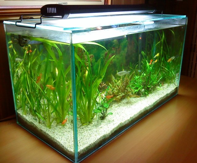 akvarium-hörn-liten-orange-vit-fisk