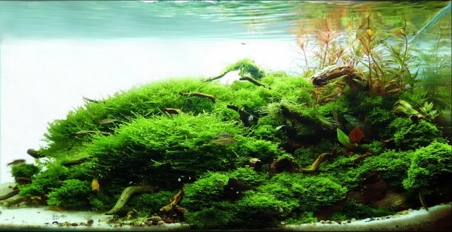 vattenväxter-fisk-grönt-vatten-stort
