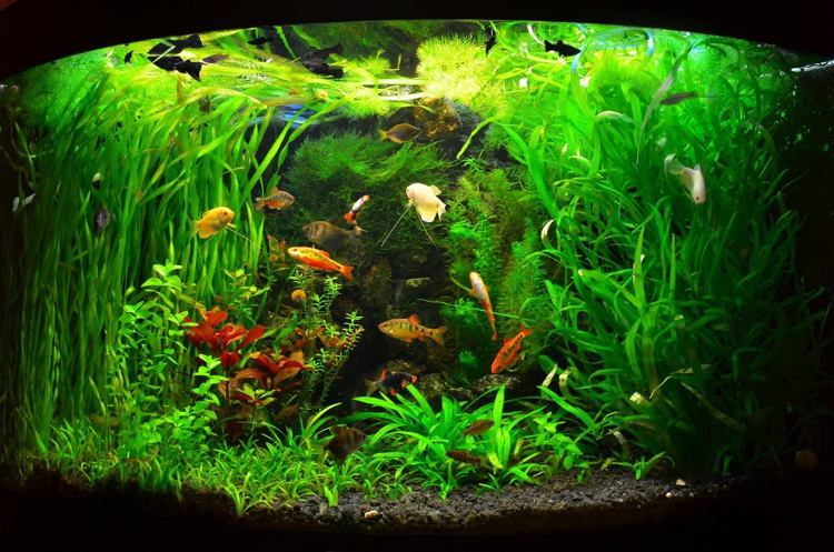 Vattenväxter för akvarier små-fisk-hög-låg-växt