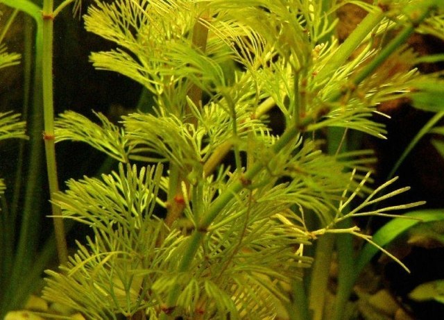 grön karolina sjöjungfru Cabomba caroliniana trädgårdsdamm växter under vattenytan
