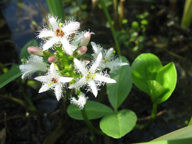 Vattenklöver blommar fritt flytande växtgrunt område