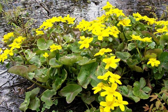 Europeiska manatee gula blommor vattenväxter flytande