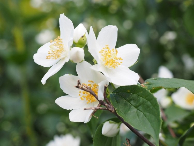 vitblommande perenner rörbuske