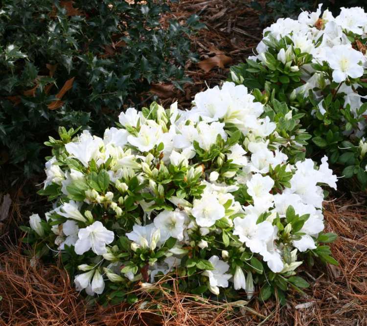 vitblommande perenner rhododendronvård