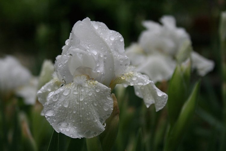 Växter för trädgården -vit-silver-schwetlilie-hybrid-snäll-blomma-iris-hi-lo