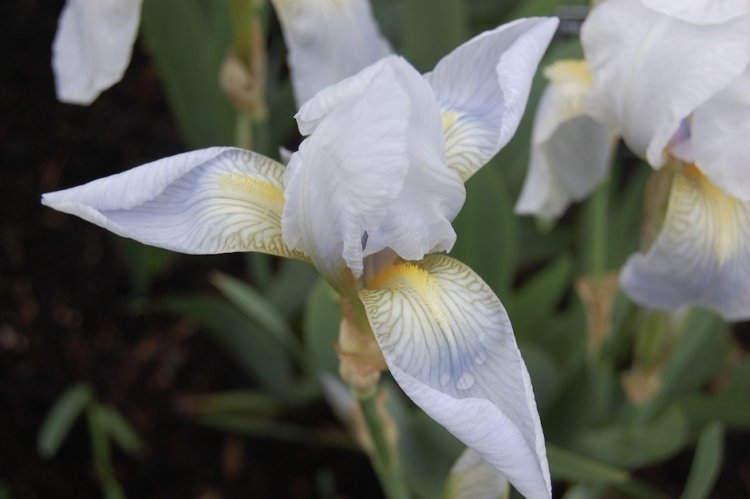 Växter för trädgården -vit-silver-blomma-blomma-svärd lilja-iris-grå-florentinaa