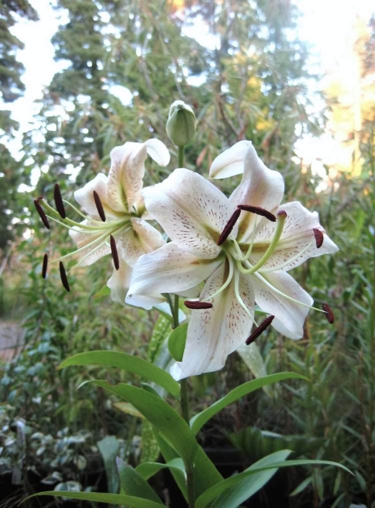 Växter för trädgården -vit-silver-blomma-Lilium-sibirien-Silver-Scheherazade
