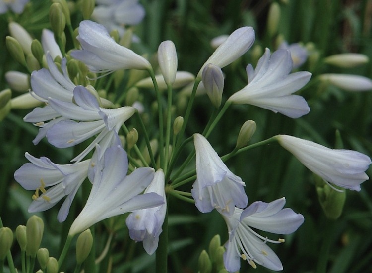 Växter för trädgården -vit-silver-blommor-vintergröna-prydnads liljor-agapanthus-silver-baby