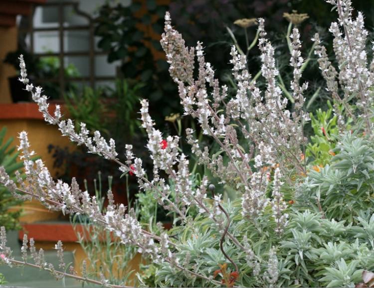 växter-trädgård-vit-silver-vintergrön-buske-blommor-vit-salvia