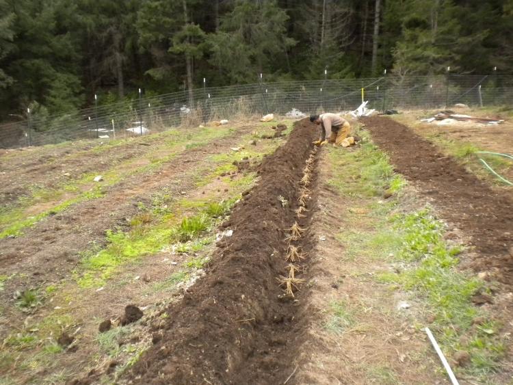 sparris-växande-jord-plantering-hantverk-säng-jord-humus