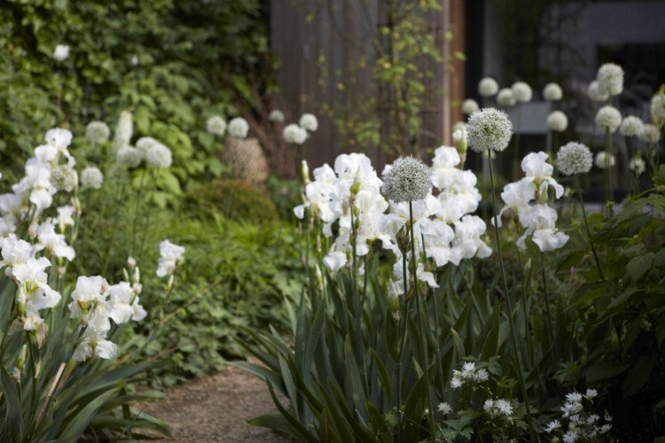 vit trädgård design sheila jack ton i ton vit blommande perenner eleganta