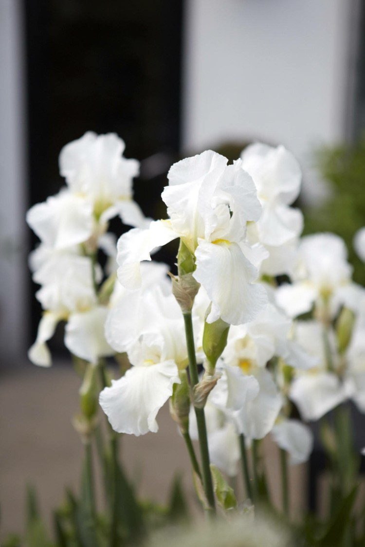 vit trädgård sheila jack trädgård design vita växter iris klippor av dover