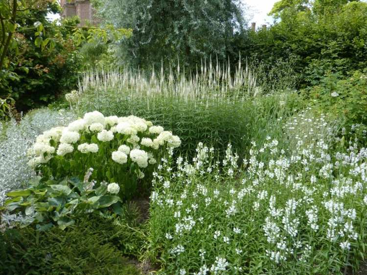 Hortensia Anabelle vit trädgård Sissinghurst vit silver ton på ton struktur blomma form