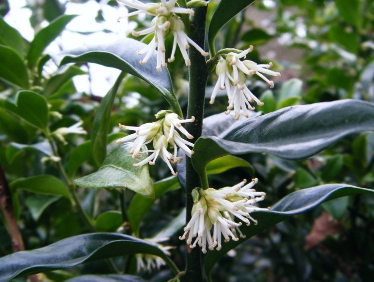sarcococca humilis skugga blomma vita växter vit trädgård