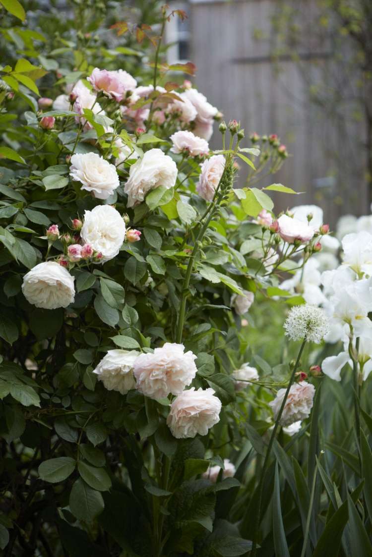 allium rosor gräs ljusfärgade planteringshöjd gradering vit trädgård