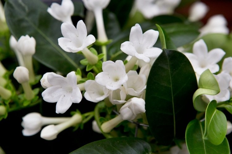 jasminum polyanthum vit trädgård vita blommor vita blommande perenner