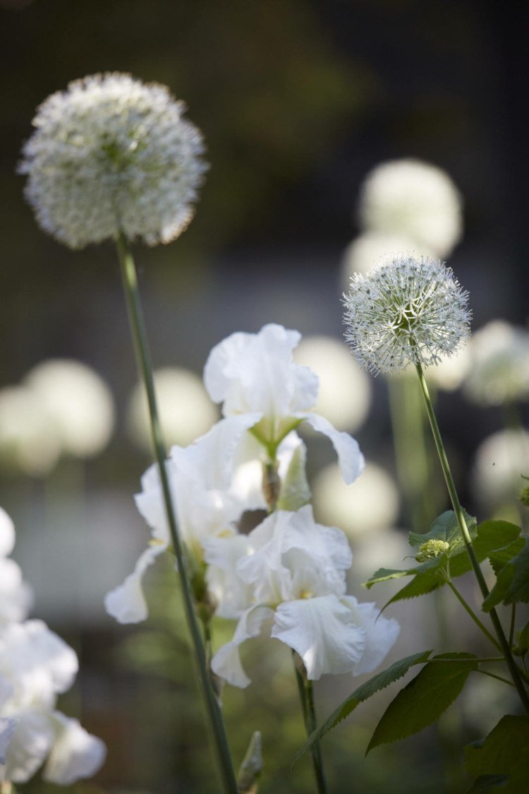 vit trädgård sheila jack allium svärd lilja vita blommor