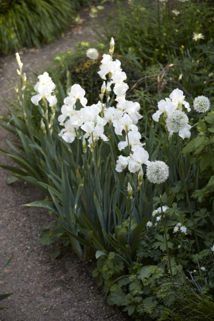 vit trädgård sheila jack trädgård design svärd lilja klippor av dover bakgrund grön