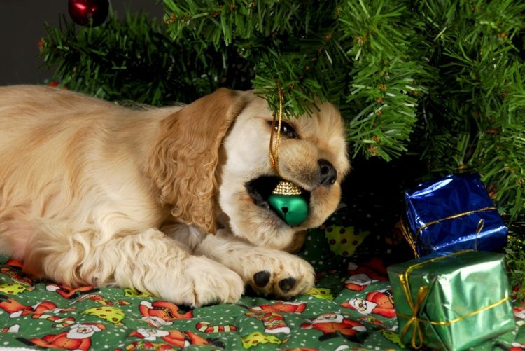jul-dekoration-inuti-jul-träd-dekorationer-hund-svälj-skadligt-gyllene