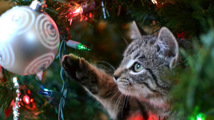 juldekoration-inomhus-katt-lek-träd-dekorationer-fe-lampor-krossade glasflisor