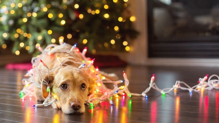 juldekoration-inomhus-fe-lampor-ström-belysning-jul-golden-retriever