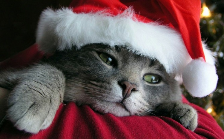 juldekoration-inuti-katt-tomte-hatt-husdjur-skydda-tips