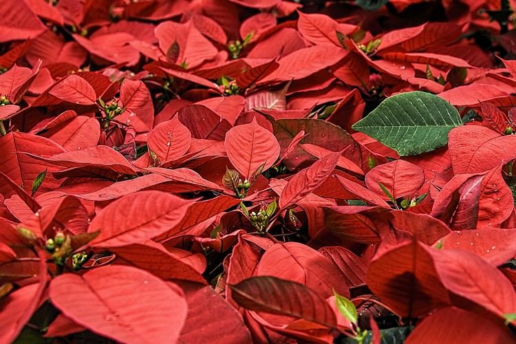juldekorationer-ge-idéer-julstjärna-växt-dekorera