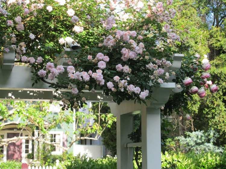 Ta upp ljusa, blommande klätterrosor på en vit pergola och försköna trädgården