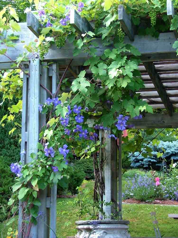 Violett lila clematisväxt växer på trä för en livlig atmosfär i trädgården