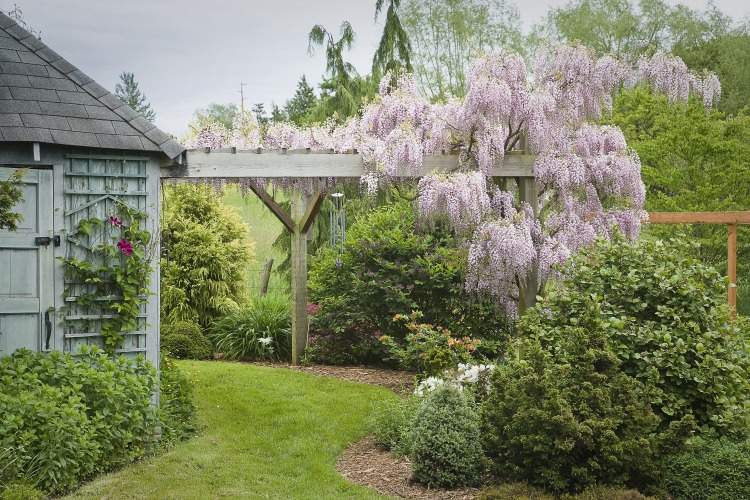 blommande blåregn pergola odla lämpliga klätterväxter i trädgården
