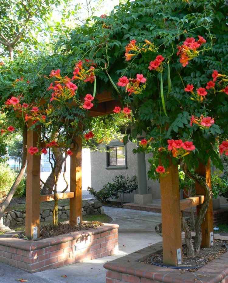 röda blommor av trumpetblomma vid ingången på förgården