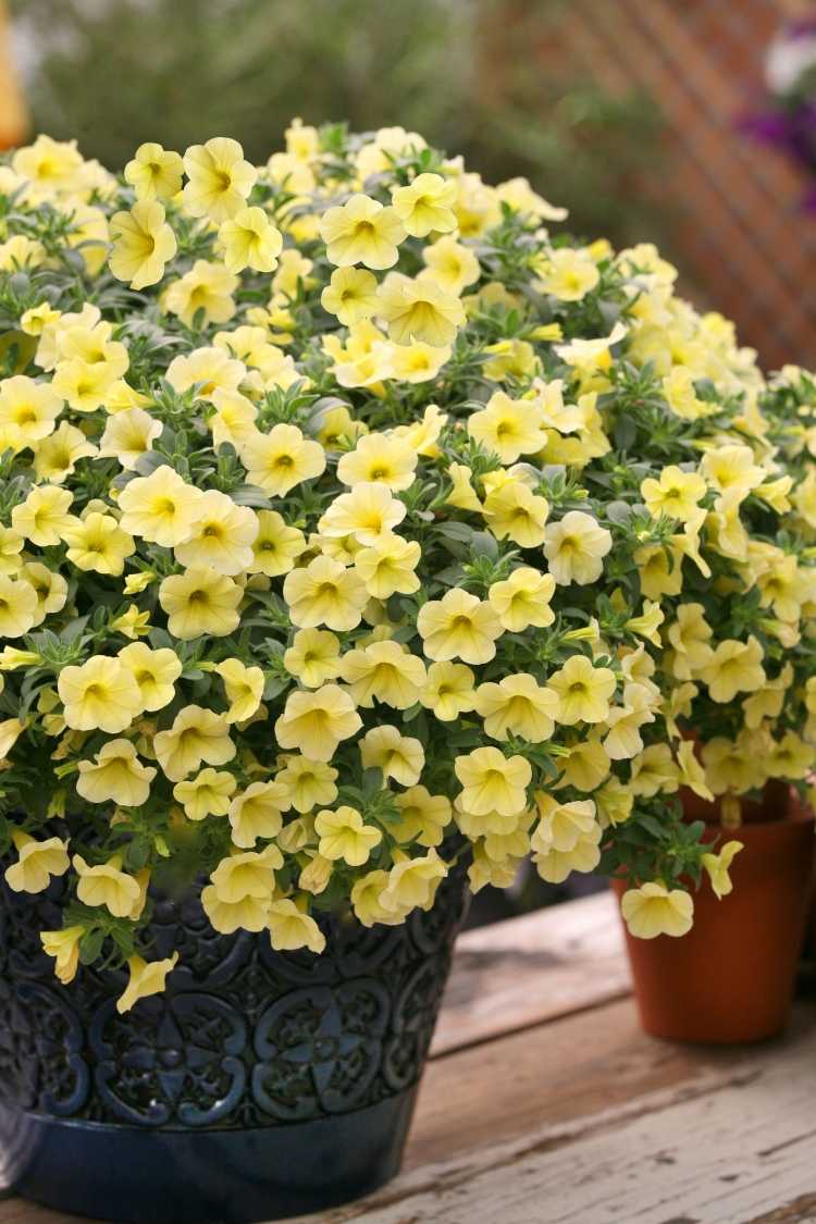 Balkongväxter för soliga balkonger -gul-blomma-schuekend-trädgård-utomhus-Calibrachoa