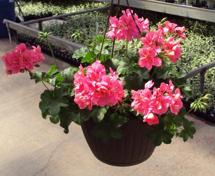 Balkongväxter för en solig balkonghängande pelargoner-blommor-blueten-rosa-röd-fräsch-vacker