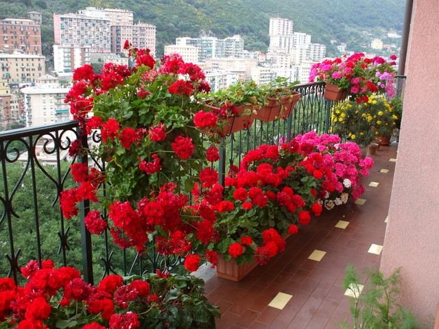 pelargonium-vacker-exempel-på-balkong-blandning