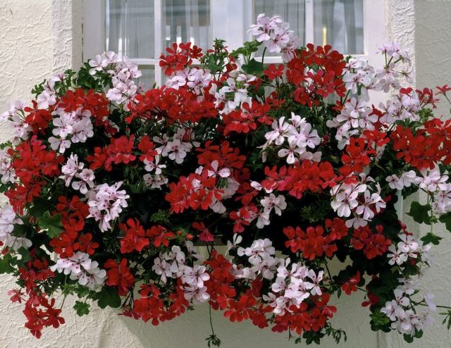 Pelargonium-vit-röd-blandning-balkong-ide