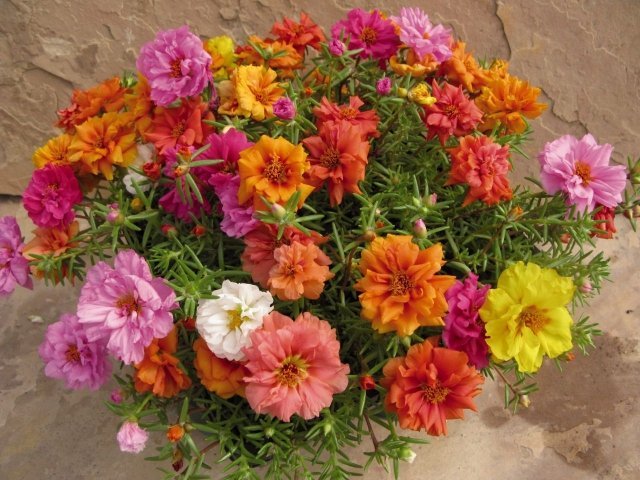 portulaca-grandiflora-blandad-balkong-sol-växter