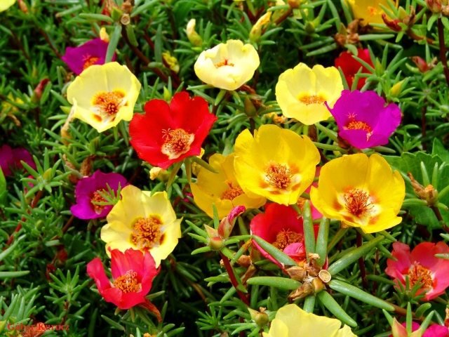 Portulaca-grandiflora-solig-blomma-sommar-blandade-färger