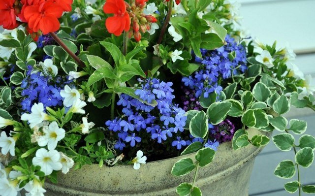 Lobelia-i-blomma-mix-solig-balkong