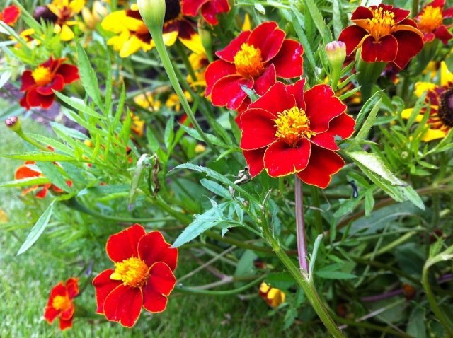 tagetes-sommar-blomma-sol-vänlig-bild